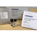 Endothelial Transwell Permeability Assay Kit